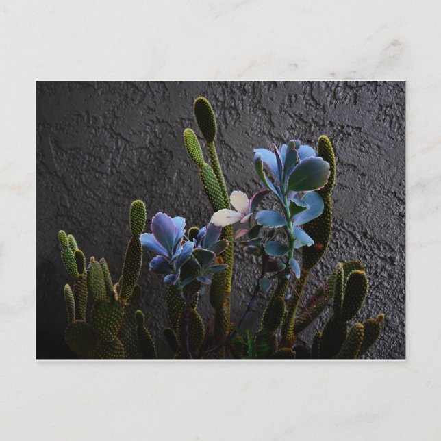 Desert Plants Postcard (Front)