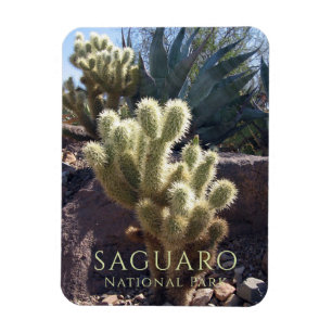 Desert Plants Saguaro National Park Arizona Magnet