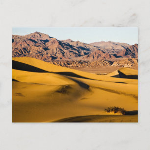 Desert Playground Postcard