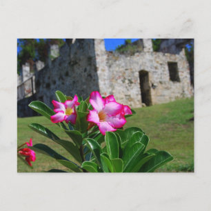 Desert Rose at Sugar Mill, St. John, U.S.V.I. Postcard