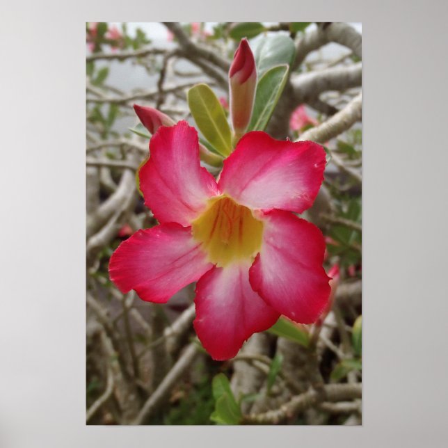 Desert Rose Flower Poster (Front)