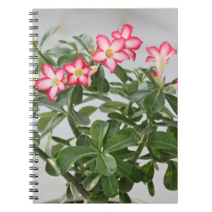 Desert Rose Flowers Plant Notebook
