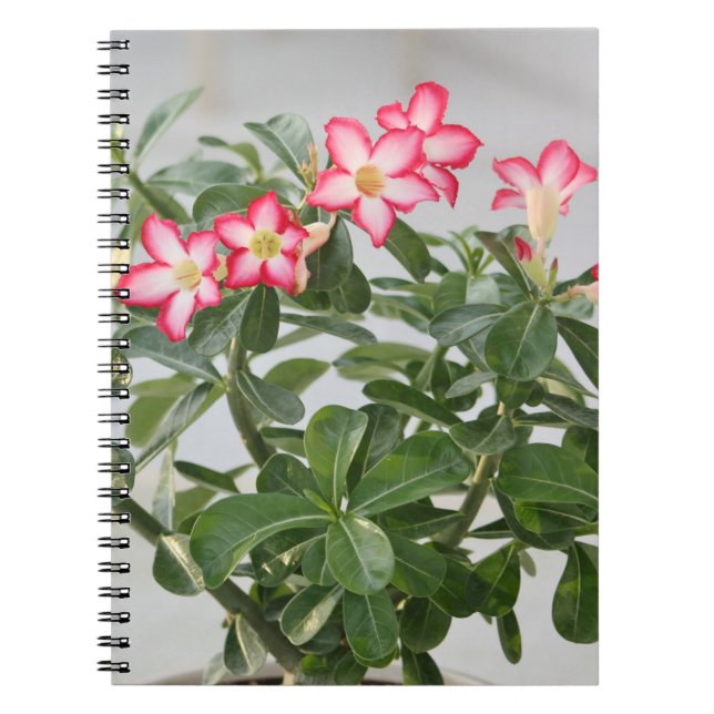 Desert Rose Flowers Plant Notebook (Front)