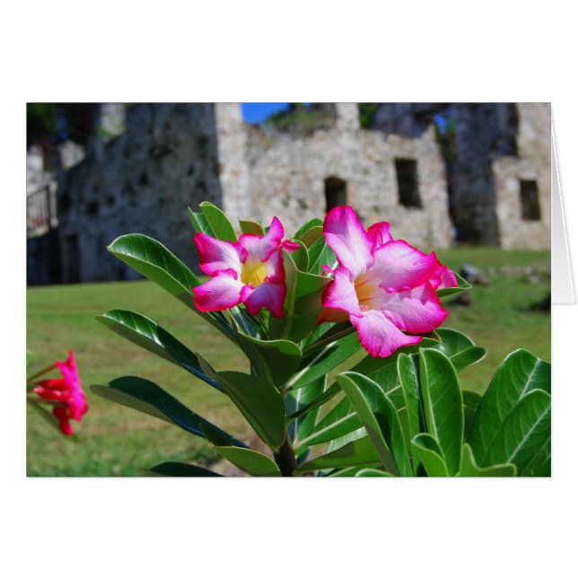 Desert Rose Flowers, St. John V.I. Sugar Mill Card (Front Horizontal)