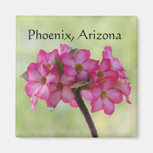 Desert rose in pink Phoenix, Arizona Magnet