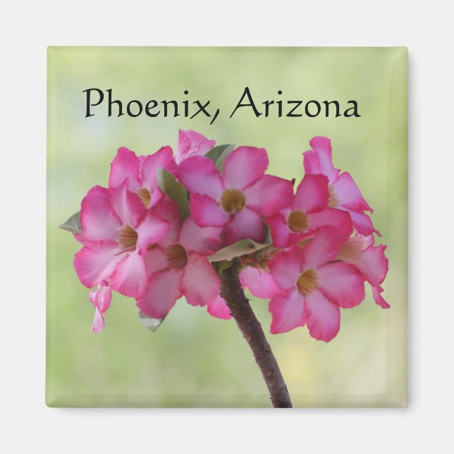 Desert rose in pink Phoenix, Arizona Magnet (Front)
