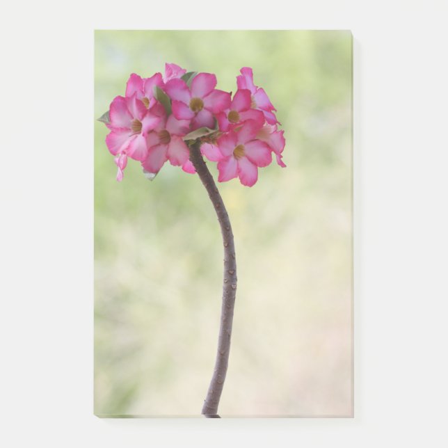 Desert rose in pink post-it notes (Front)