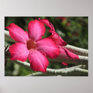 Desert Rose Poster