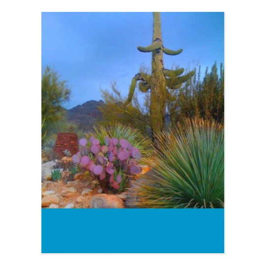 Desert Scene Postcard