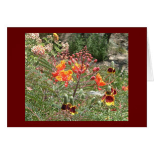 Desert southwest flowers