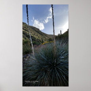 Desert Southwest Sotol Plants Scenic Image Arizona Poster