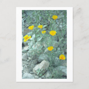 Desert Spring Sonoran Arizona Photo Postcard