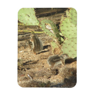 Desert Squirrels in Tucson Magnet