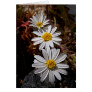 Desert Star Wildflowers