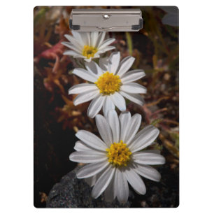 Desert Star Wildflowers Clipboard