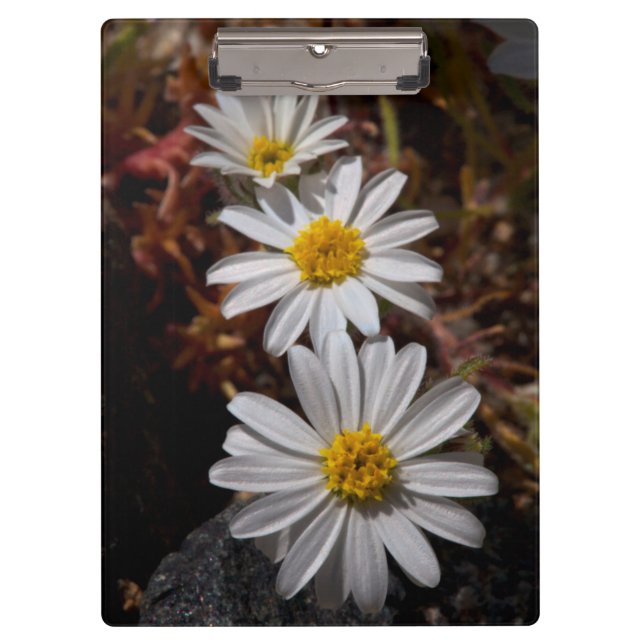 Desert Star Wildflowers Clipboard (Front)
