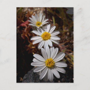 Desert Star Wildflowers Postcard
