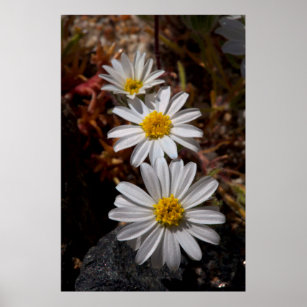 Desert Star Wildflowers Poster