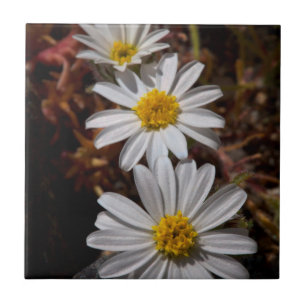 Desert Star Wildflowers Tile