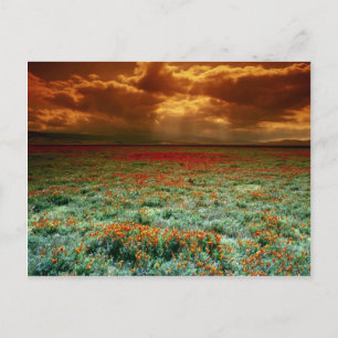 Desert sunset on a field of California poppies Postcard
