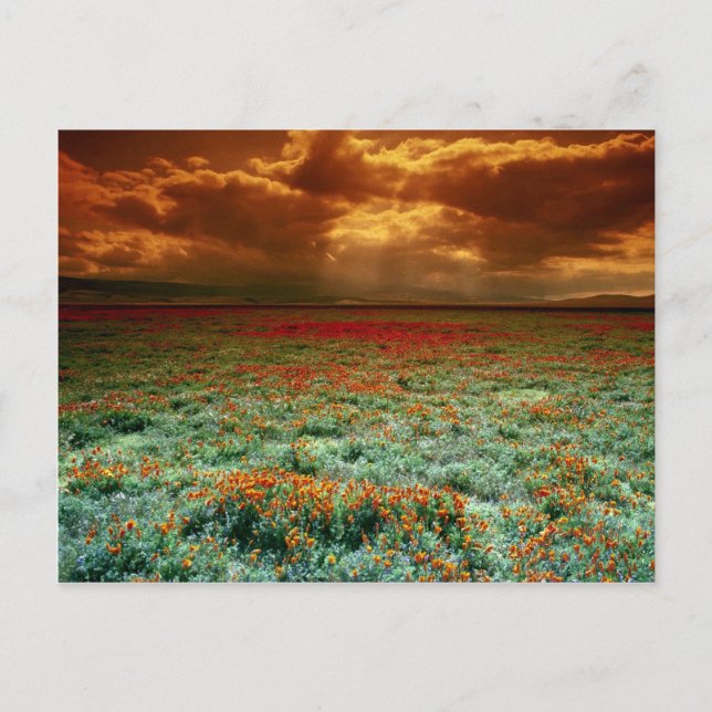 Desert sunset on a field of California poppies Postcard (Front)
