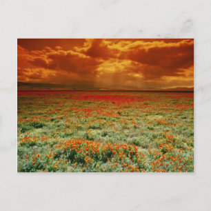 Desert sunset on a field of California poppies, U. Postcard