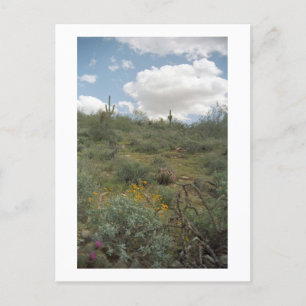Desert Symphony Sonoran Arizona Photo Postcards