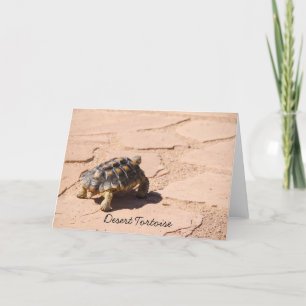 Desert Tortoise Blank Greeting Card