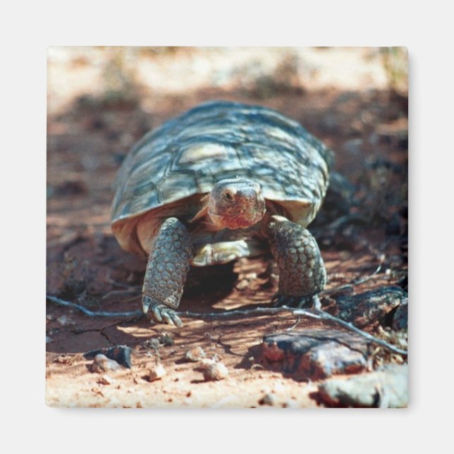 Desert Tortoise Magnet (Front)