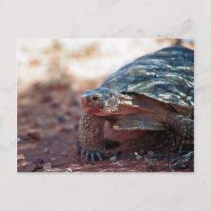 Desert Tortoise Postcard