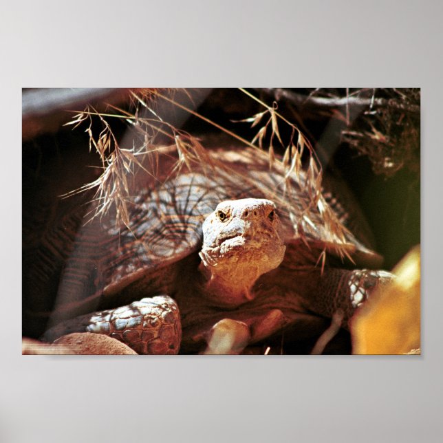 Desert Tortoise Poster (Front)