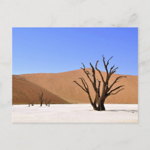Desert Trees Postcard