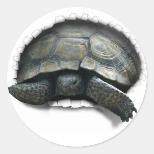 DESERT TURTLE,  COMING AT YA CLASSIC ROUND STICKER