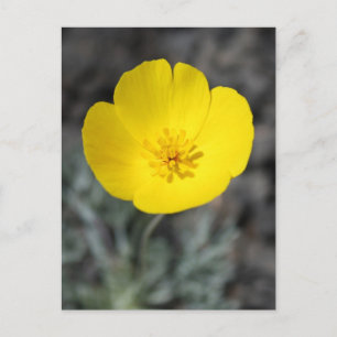 Desert Windflower Postcard