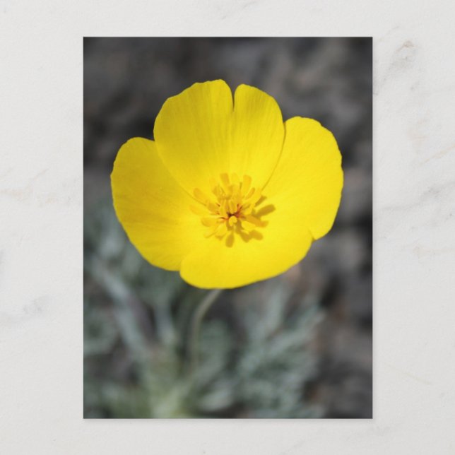 Desert Windflower Postcard (Front)