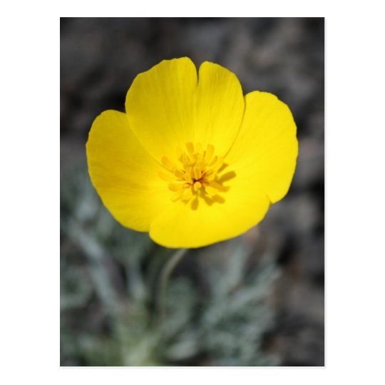 Desert Windflower Postcard