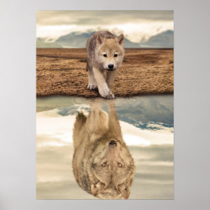 Desert Wolf Pup Water Reflection Poster