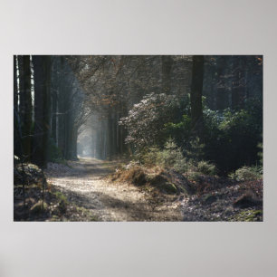 deserted path in the woods poster