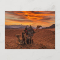 Deserts | Bactrian Camel Egypt Sand Dune