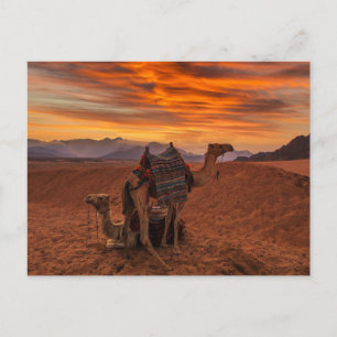 Deserts Bactrian Camel Egypt Sand Dune Postcard