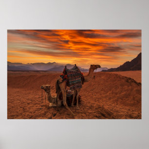 Deserts Bactrian Camel Egypt Sand Dune Poster