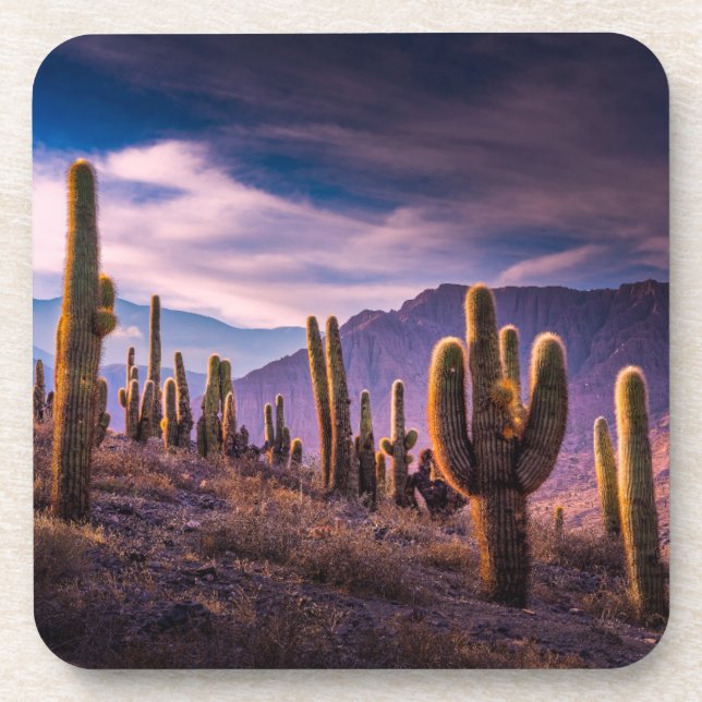 Deserts | Cactus Landscape Argentina Coaster (Front)