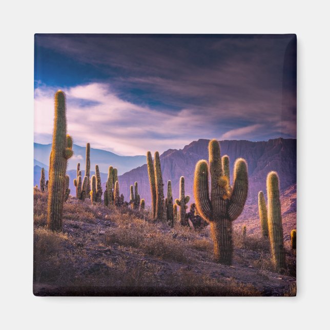 Deserts | Cactus Landscape Argentina Magnet (Front)