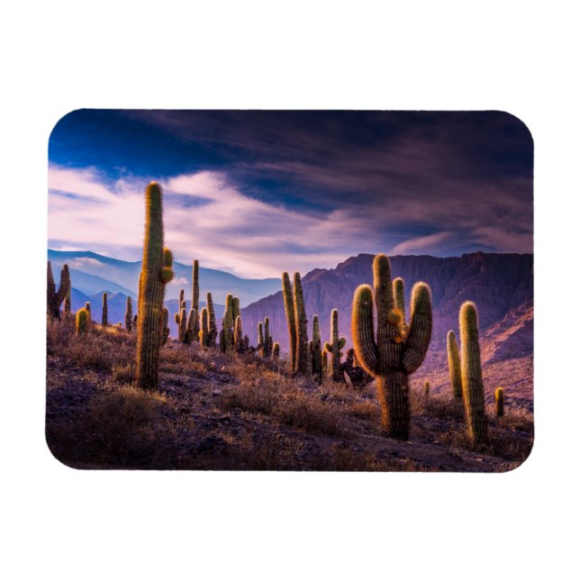 Deserts | Cactus Landscape Argentina Magnet (Horizontal)