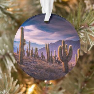 Deserts Cactus Landscape Argentina Ornament