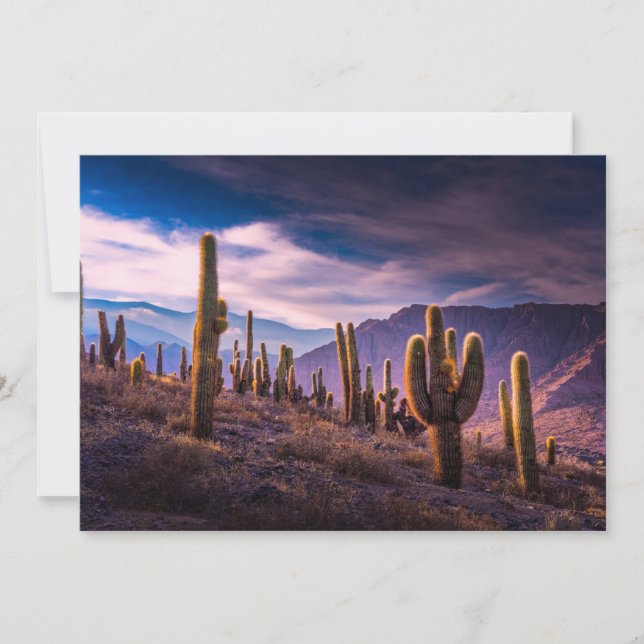 Deserts | Cactus Landscape Argentina Thank You Card (Front)