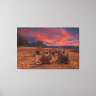 Deserts Camels Sinai Mountains Egypt Canvas Print