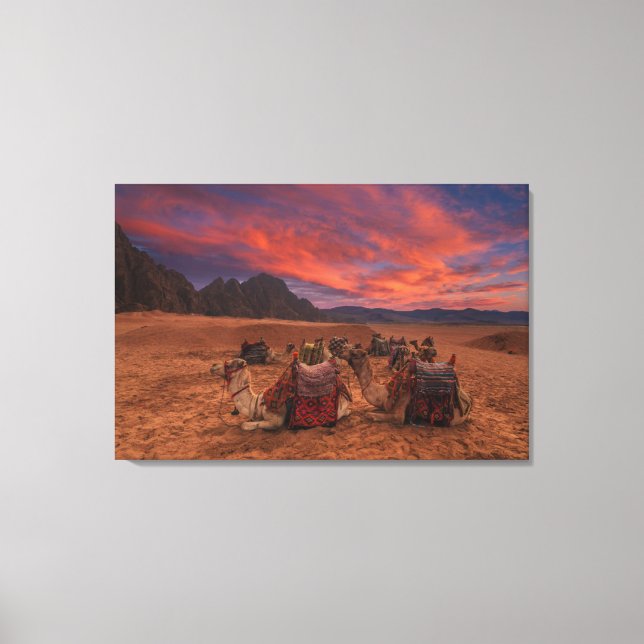 Deserts | Camels Sinai Mountains Egypt Canvas Print (Front)