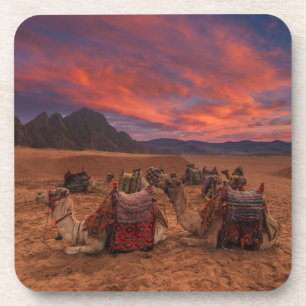 Deserts   Camels Sinai Mountains Egypt Coaster