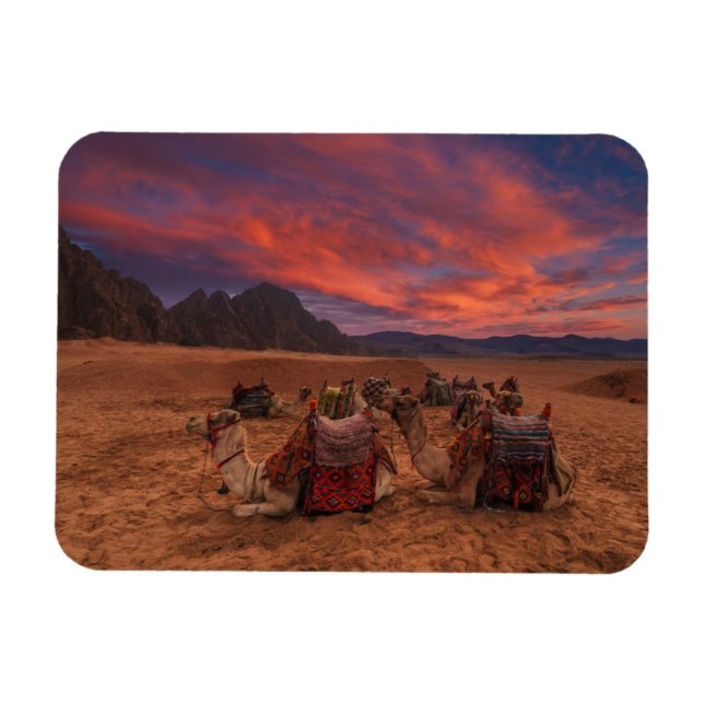 Deserts | Camels Sinai Mountains Egypt Magnet (Horizontal)